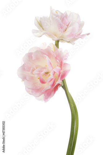 Fototapeta Naklejka Na Ścianę i Meble -  tulip