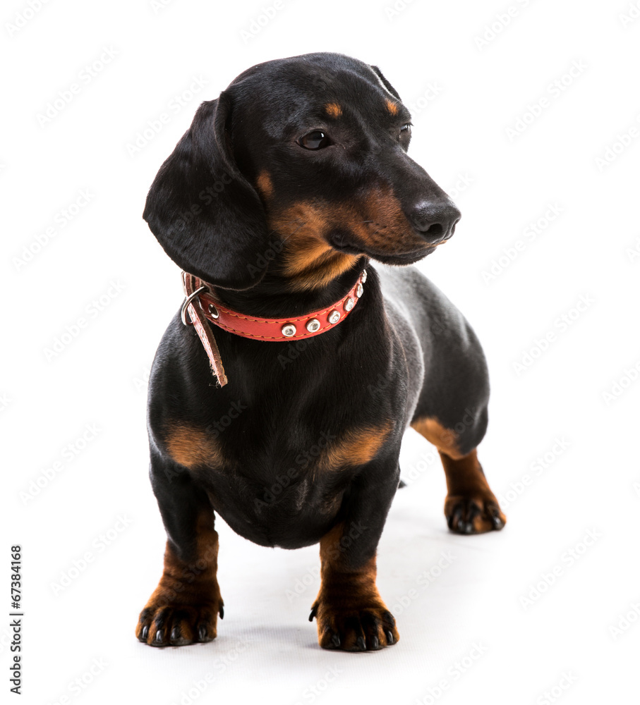 puppy dachshund puppy dachshund