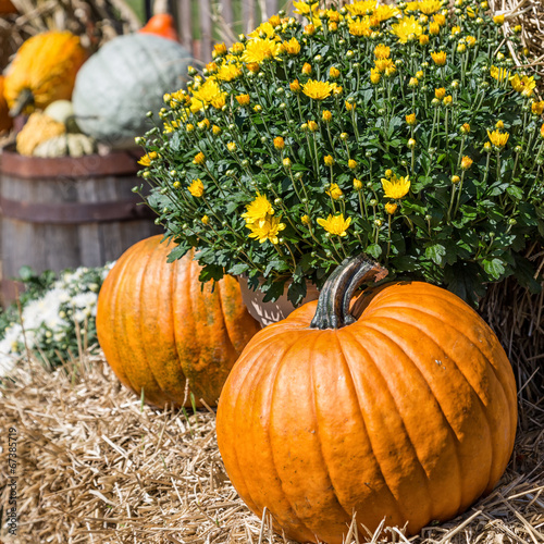 Farm Pumpkins