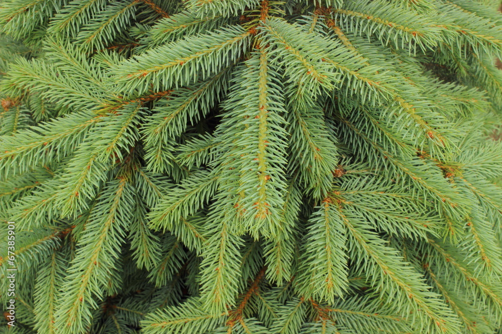 Branches of fir tree as background