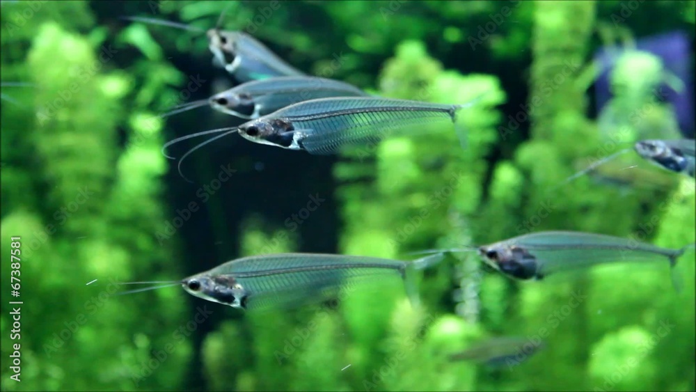 Indischer Glaswels (Glass Catfish)