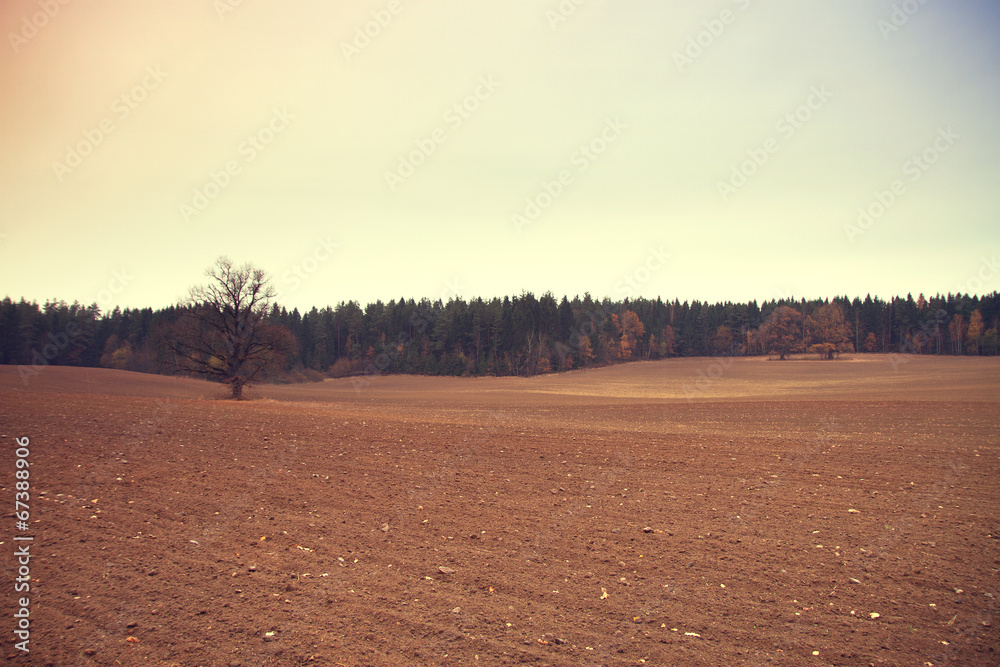 Obraz premium Bare tree in a field