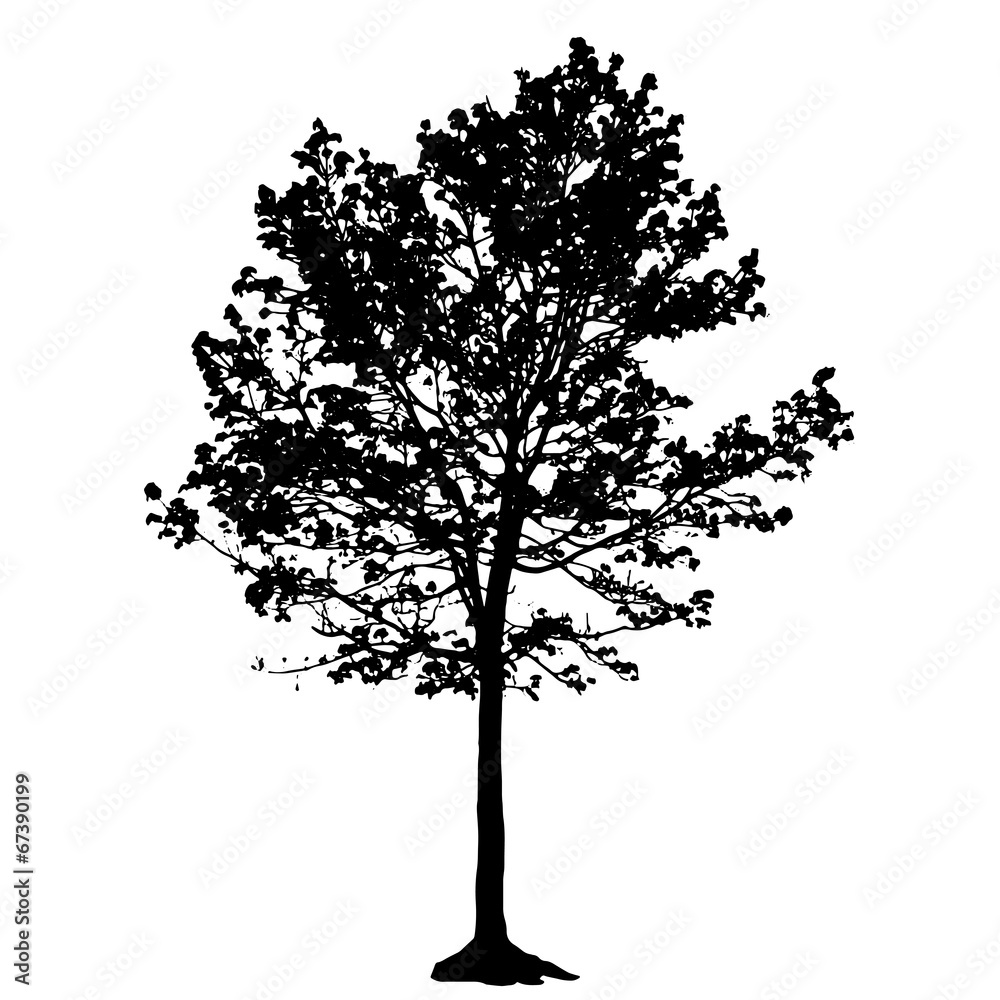 Tree Silhouette Isolated on White Backgorund. Vecrtor Illustrati