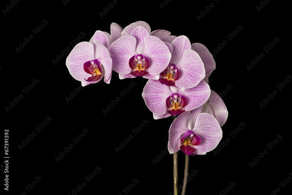 Fototapeta premium Pink orchid