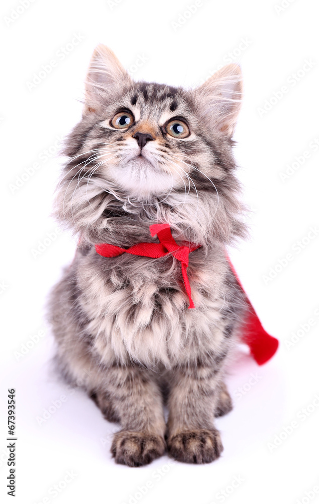Cat in red cloak, isolated on white.