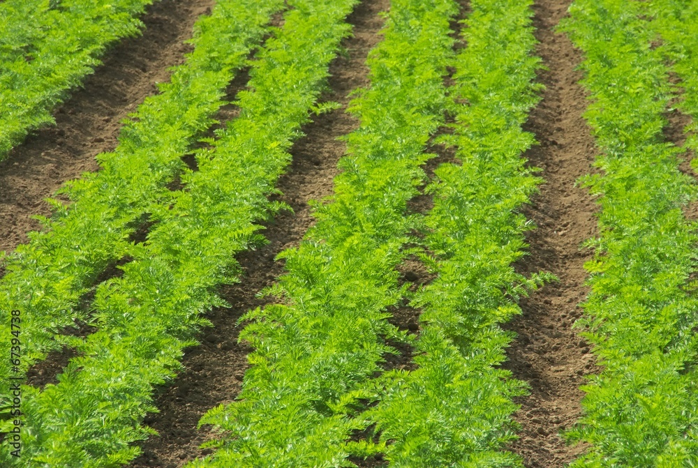 野菜畑 野菜畑