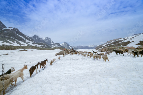Sheep on snow © khlongwangchao