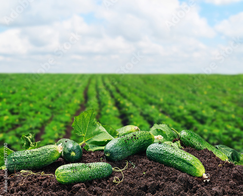 freshly picked cucumbers on the ground