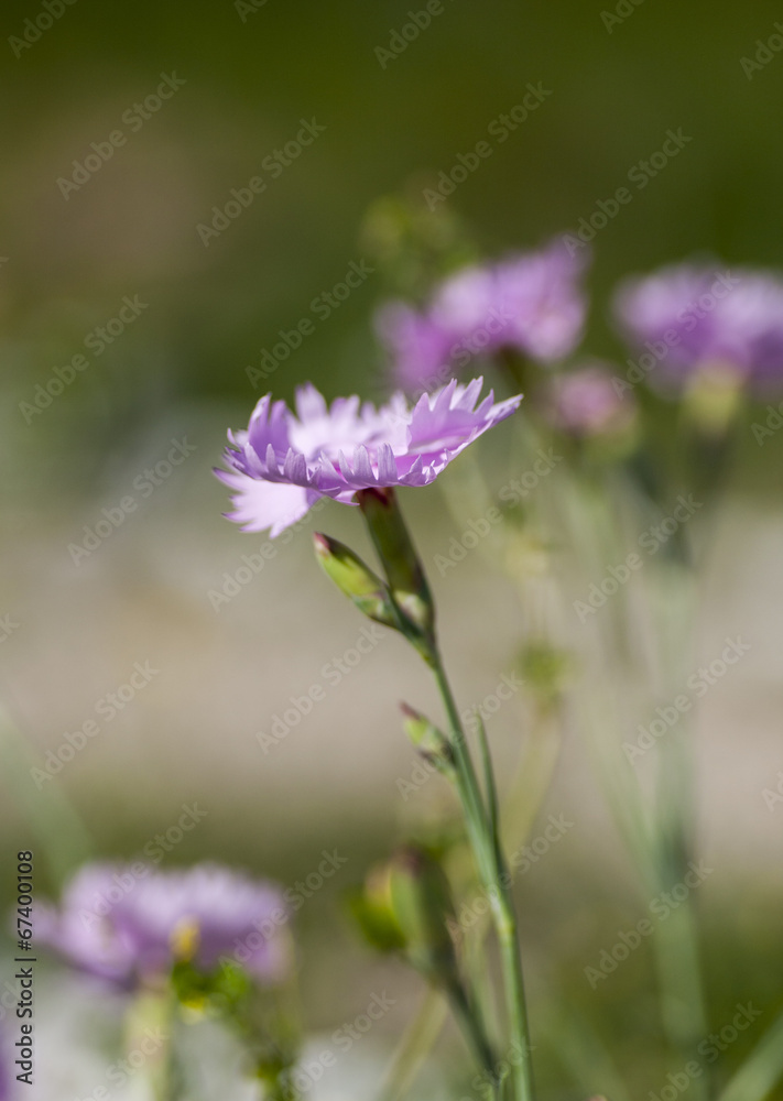 carnation carnation