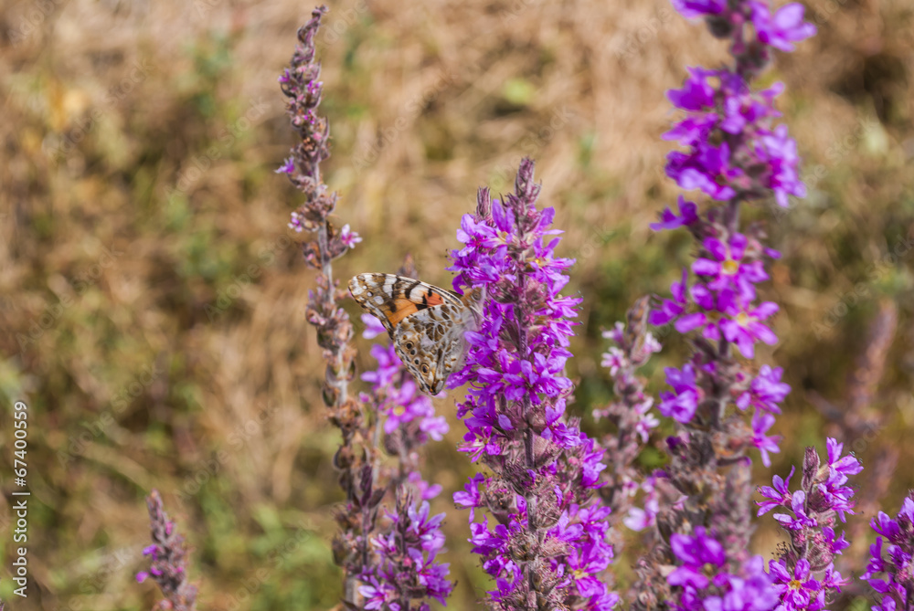 Naklejka premium Butterfly on a Flower