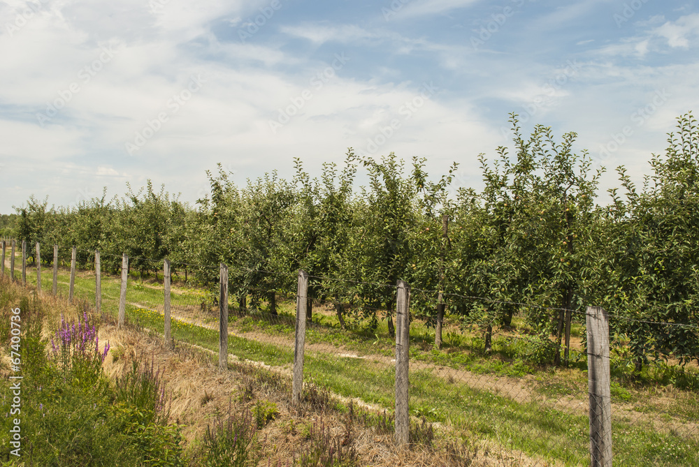 Orchard Orchard