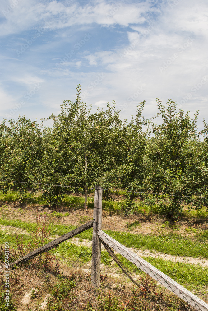 Fence & Orchard Fence & Orchard