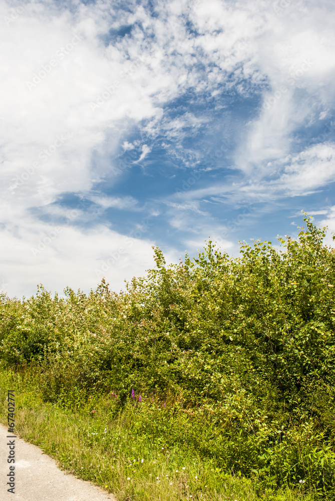 Obraz premium Summer Clouds