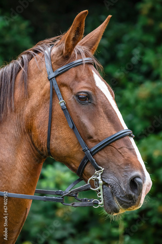 Fototapeta Naklejka Na Ścianę i Meble -  Horse profile