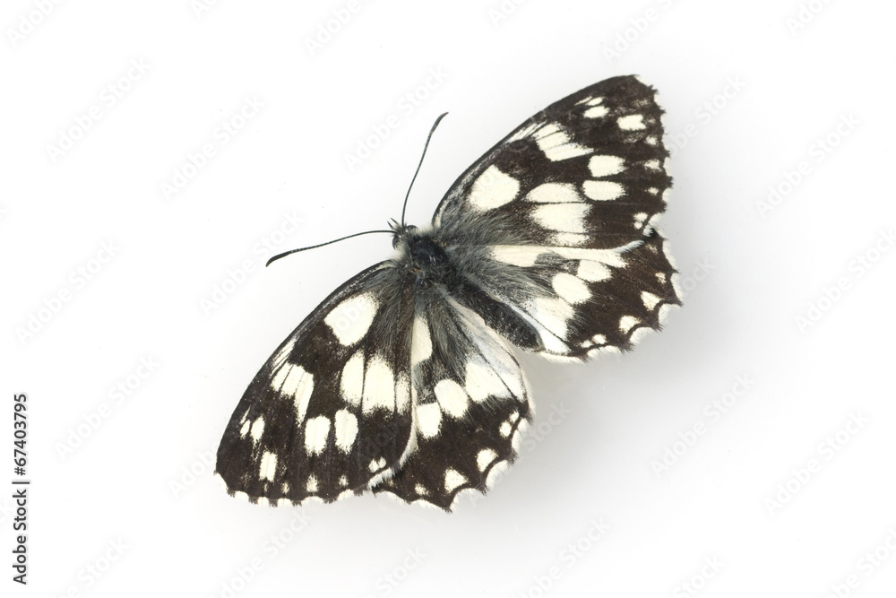 Obraz premium Schachbrettschmetterling, Melanargia, galathea,