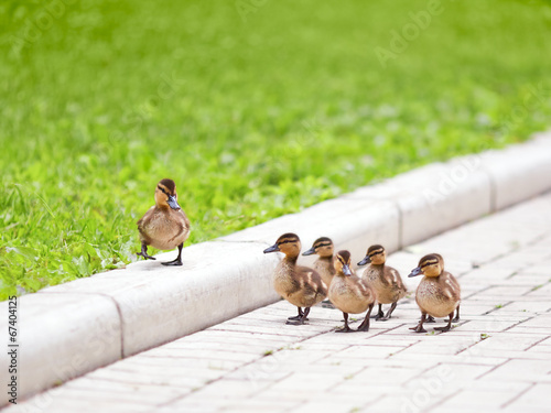 Ducklings walking on the road