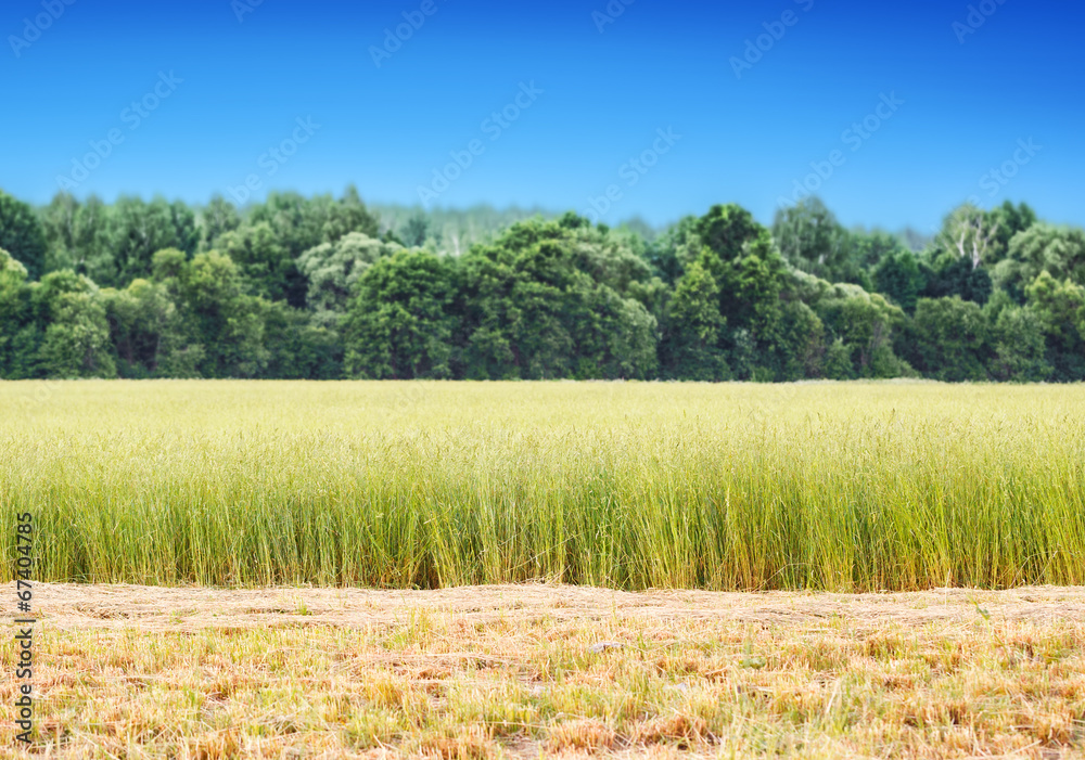 Field of hay and grass on a background of forest and sky