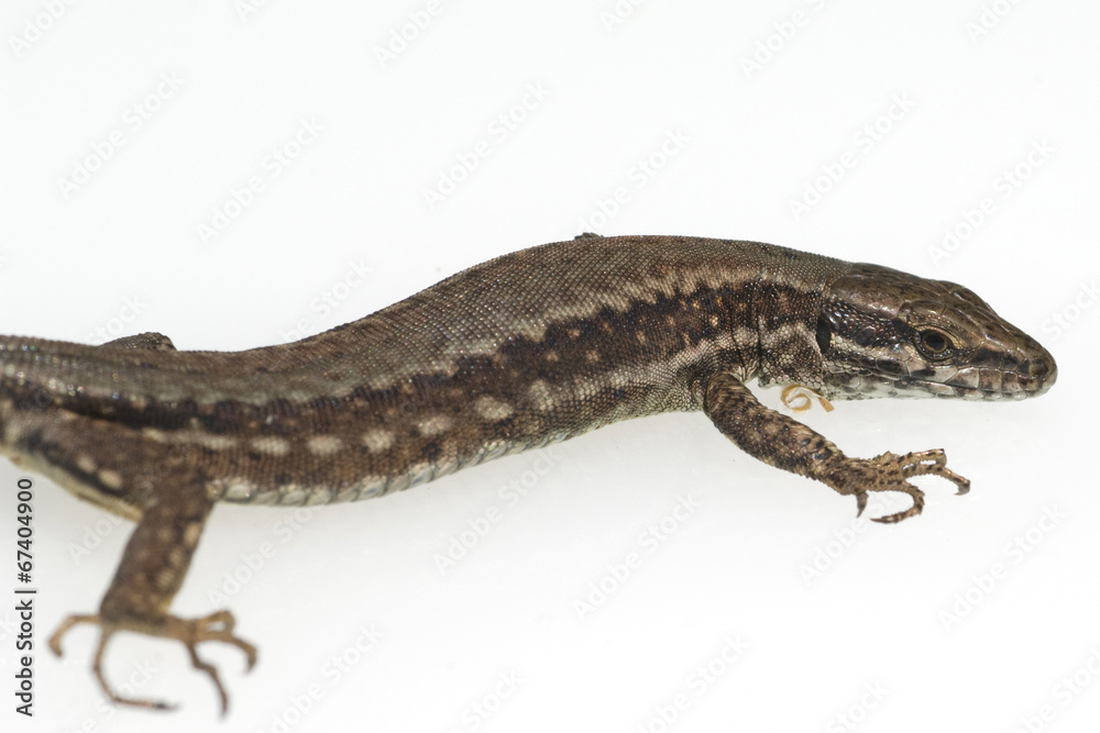 Mauereidechse, Podarcis, muralis, Mauereidechse, Podarcis, muralis,
