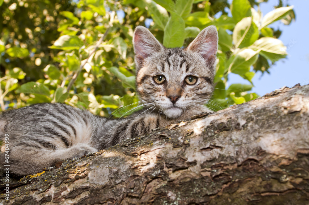 cat in a tree