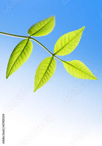 Green leaves on a background of blue sky with a field for text