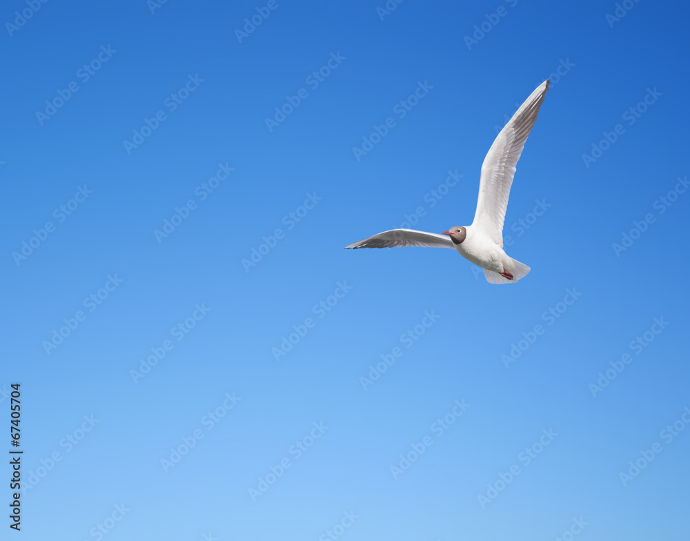 Seagull flying in the blue sky Seagull flying in the blue sky