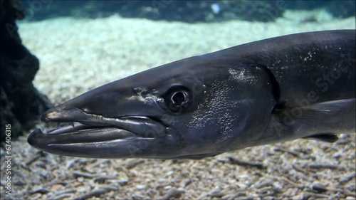 Großer Barrakuda (giant barracuda) Sphyraena barracuda photo