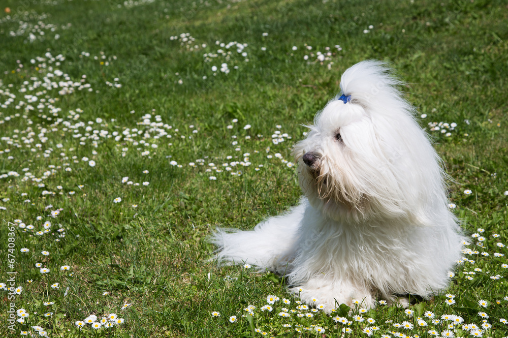 Hunderasse Coton de Tuléar - Baumwollhund Hunderasse Coton de Tuléar - Baumwollhund