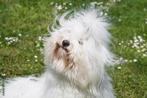 Haarig: Coton de Tulèar Hund - ähnlich Malteser – Stock-Foto | Adobe Stock