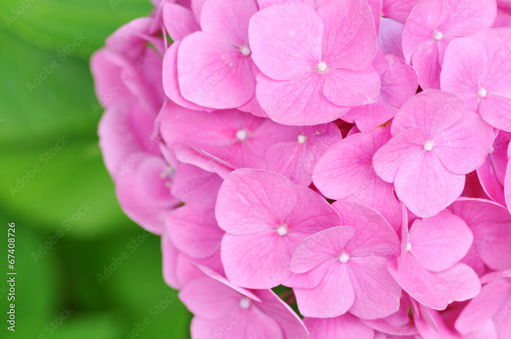 紫陽花 紫陽花