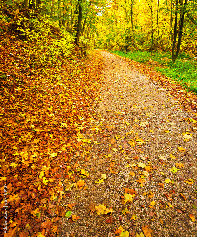 Fototapeta premium Autumnal scene in the forest