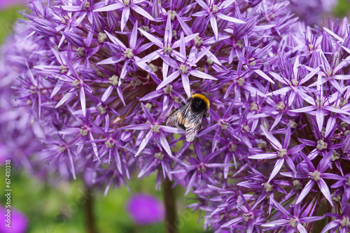 Sternkugellauch mit Hummel