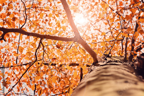 Herbstlicht im Baum – Version 2