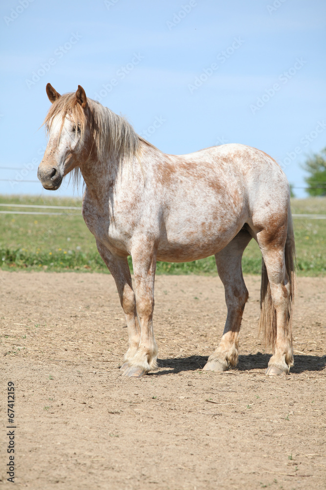 Nice draft horse standing in paddock