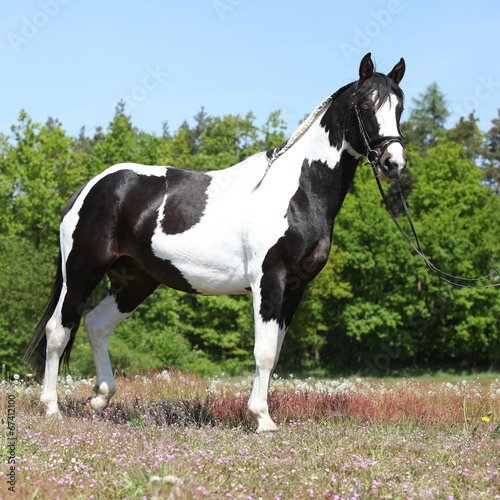 Beautiful skewbald horse with perfect haircut