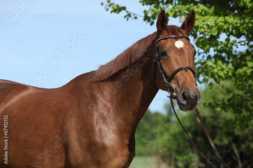 Nice brown horse with white star on head © Zuzana Tillerova
