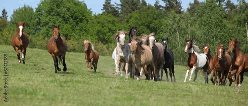 Very various barch of horses running on pasturage photo