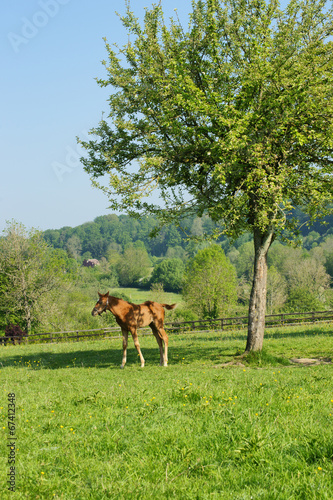 animal cheval 14 © Nicolas Dieppedalle