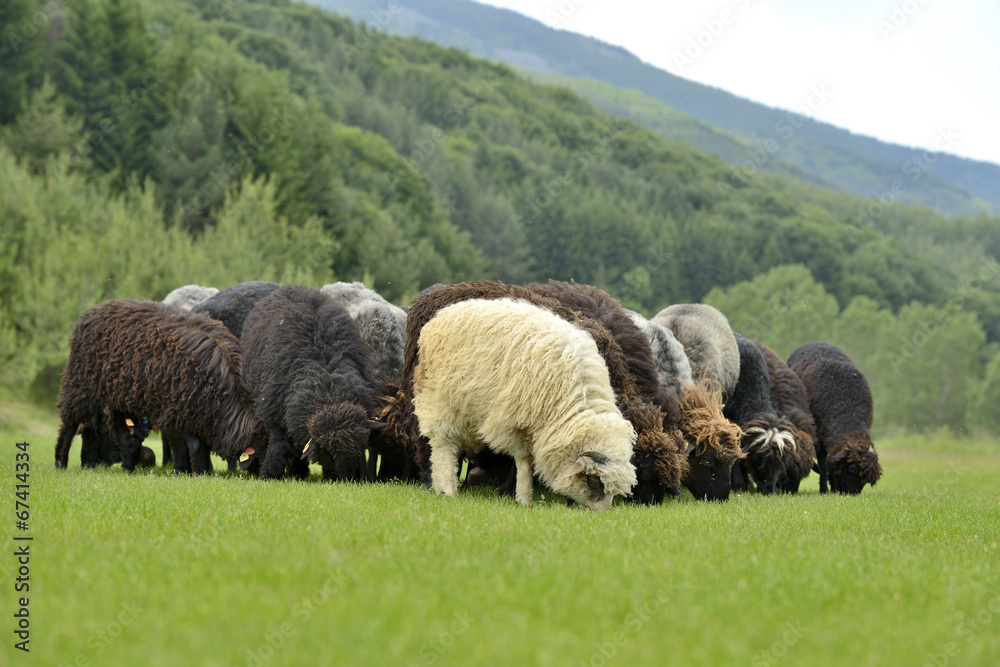 Obraz premium Herd of cute sheep on meadow in the mountains