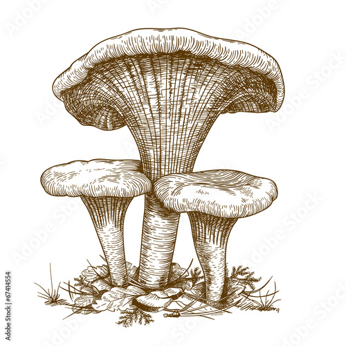 engraving illustration of three mushrooms