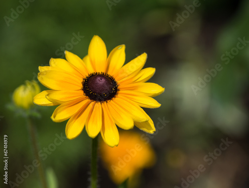 Rubdékia, fleur jaune
