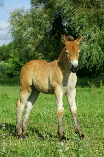 koń © fotodrobik