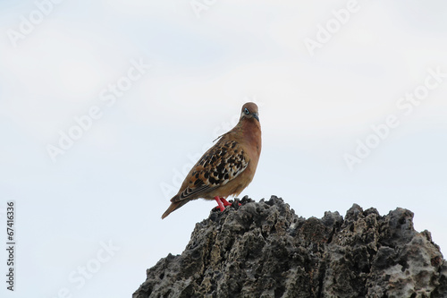 Galapagos dove photo