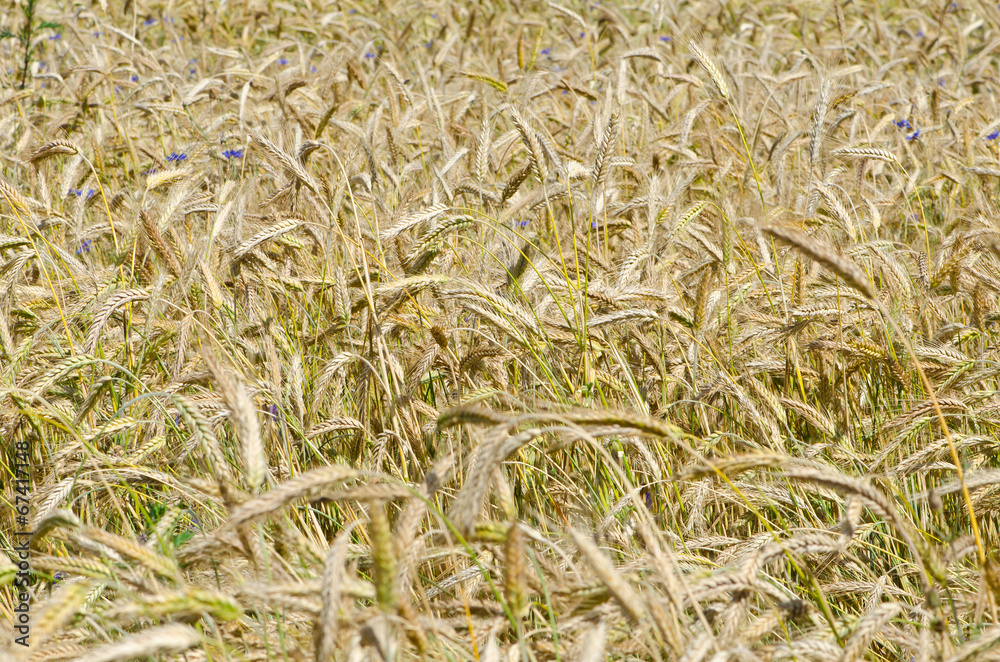 Wheat Wheat