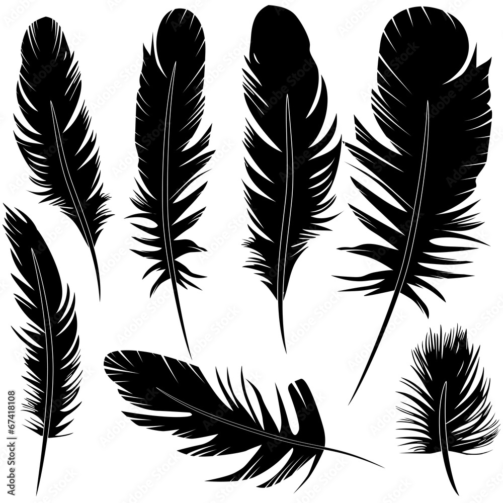 Obraz premium Feather of bird set vector illustration sketch