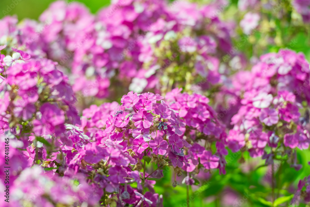 Pink Flowers Summer Blossom Close Up