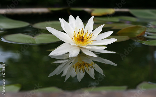 Beautiful white lotus in the pond