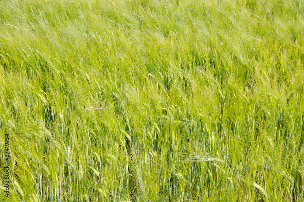 Fototapeta premium Kornfeld