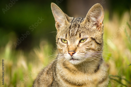 Fototapeta Naklejka Na Ścianę i Meble -  Stray cat sitting in the grass