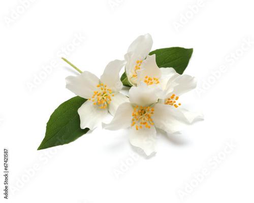White flowers of jasmine on the white