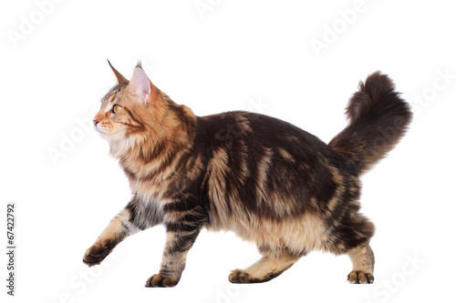 Brown Tabby Maine Coon over white photo